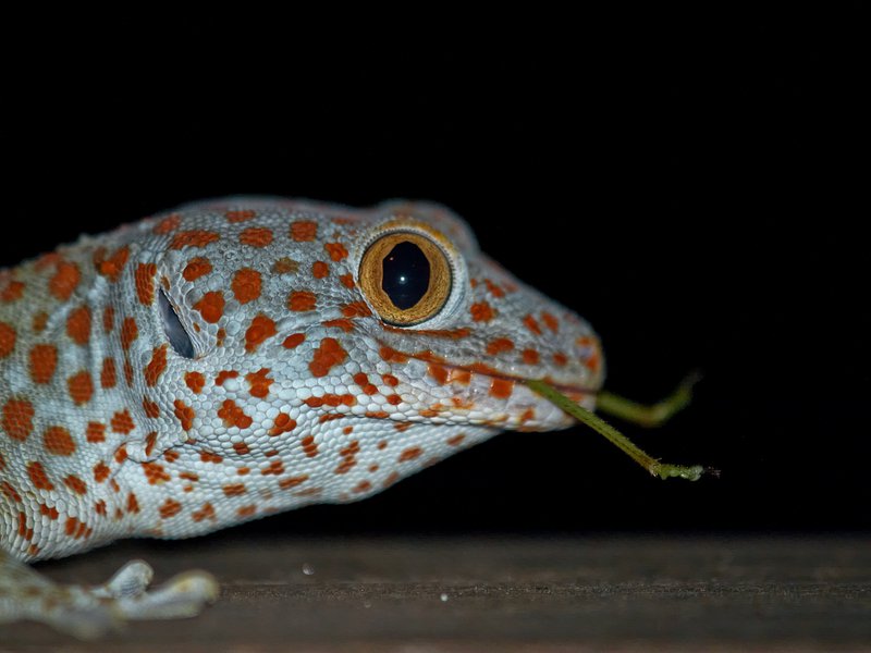 Gapang, Gecko, Cricket